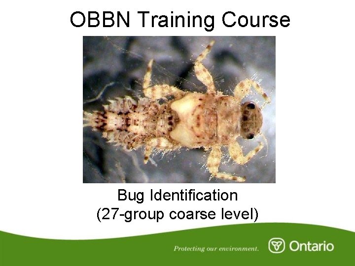 OBBN Training Course Bug Identification (27 -group coarse level) 