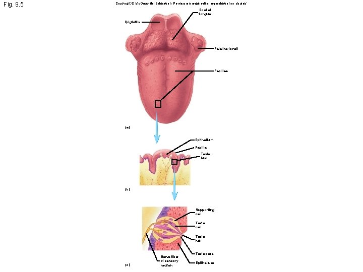 Fig. 9. 5 Copyright © Mc. Graw-Hill Education. Permission required for reproduction or display.