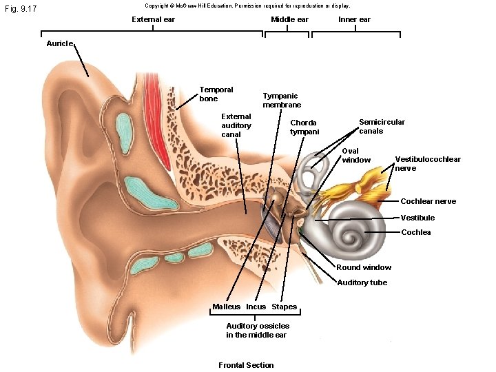 Copyright © Mc. Graw-Hill Education. Permission required for reproduction or display. Fig. 9. 17