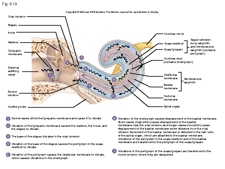 Fig. 9. 19 Copyright © Mc. Graw-Hill Education. Permission required for reproduction or display.