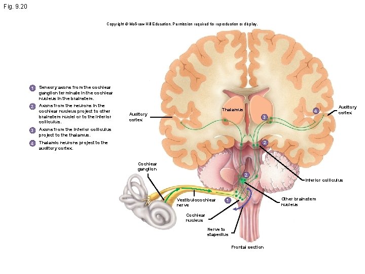 Fig. 9. 20 Copyright © Mc. Graw-Hill Education. Permission required for reproduction or display.