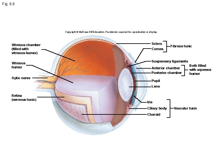 Fig. 9. 9 Copyright © Mc. Graw-Hill Education. Permission required for reproduction or display.