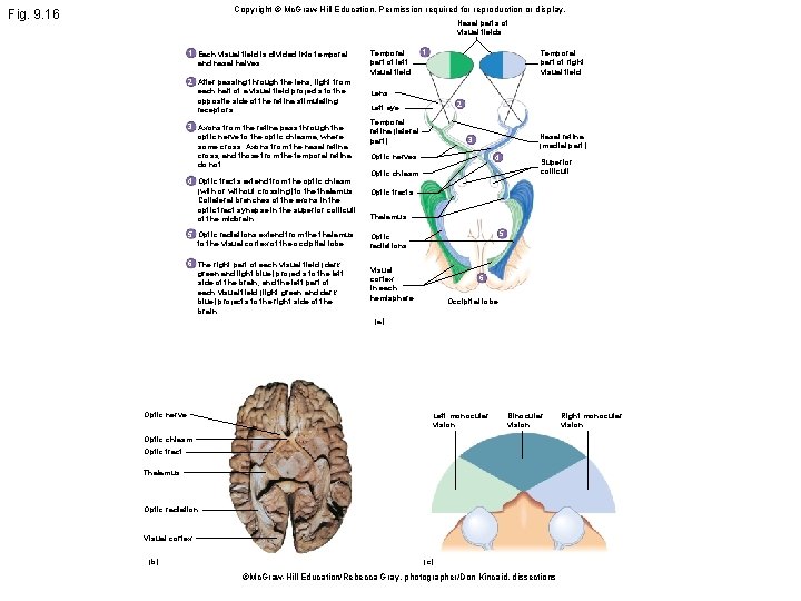 Copyright © Mc. Graw-Hill Education. Permission required for reproduction or display. Fig. 9. 16