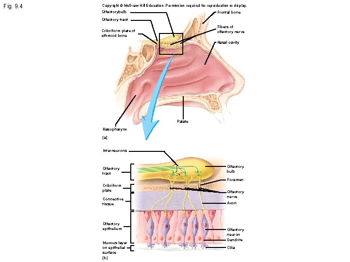 Fig. 9. 4 Copyright © Mc. Graw-Hill Education. Permission required for reproduction or display.