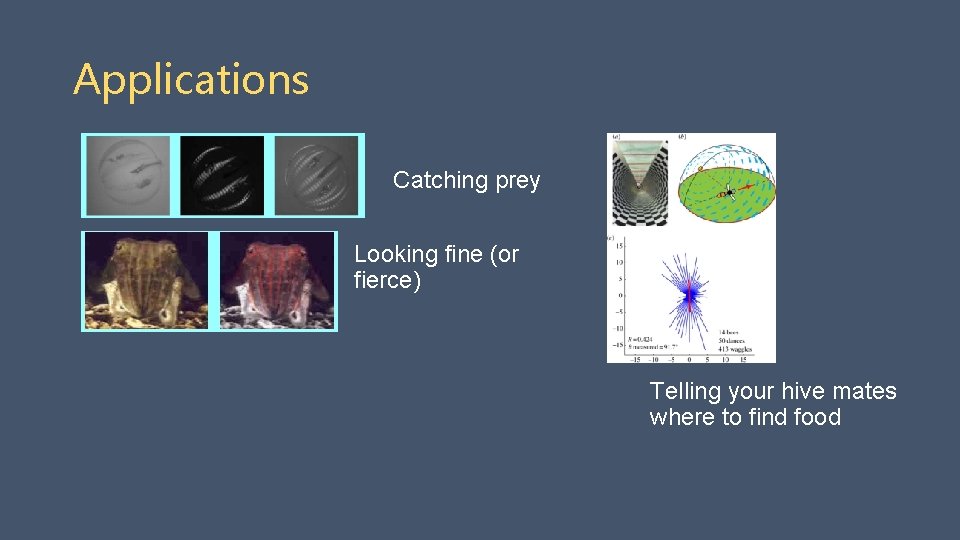 Applications Catching prey Looking fine (or fierce) Telling your hive mates where to find