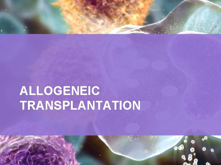 ALLOGENEIC TRANSPLANTATION 