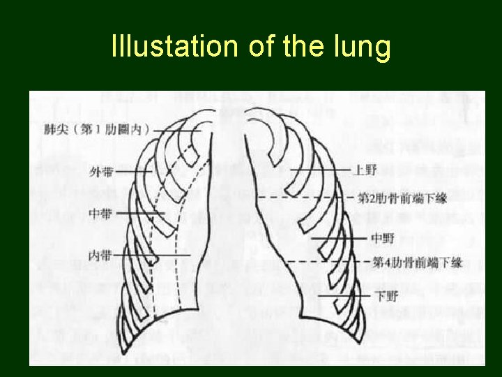 Illustation of the lung 47 
