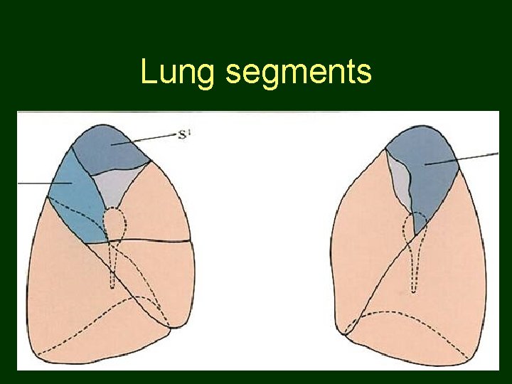 Lung segments 55 