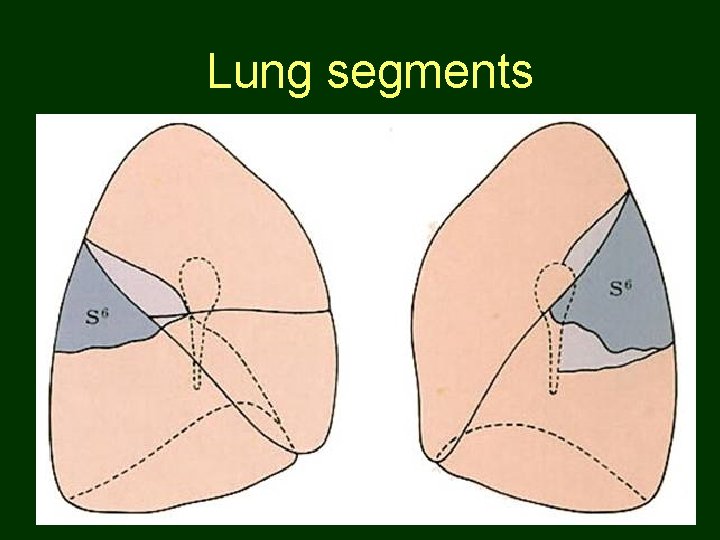 Lung segments 58 