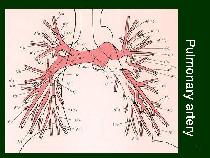 Pulmonary artery 61 