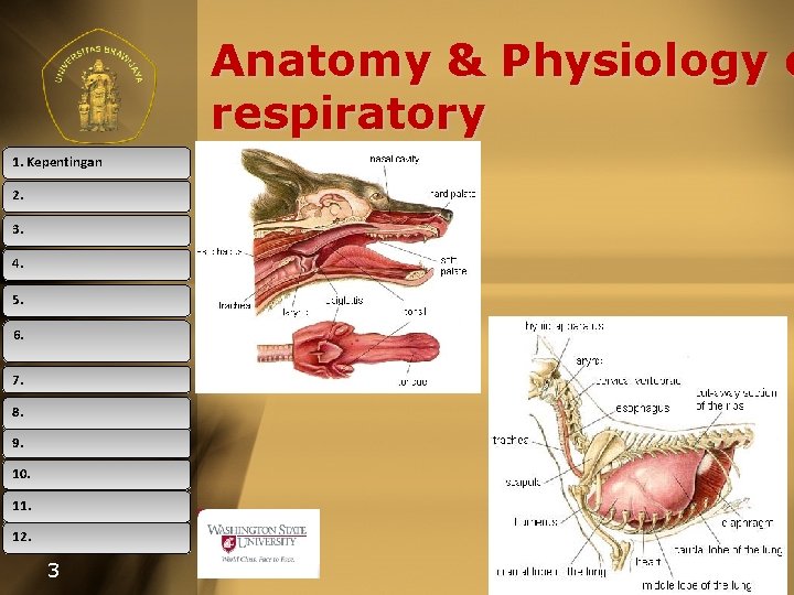 Anatomy & Physiology o respiratory 1. Kepentingan 2. 3. 4. 5. 6. 7. 8.