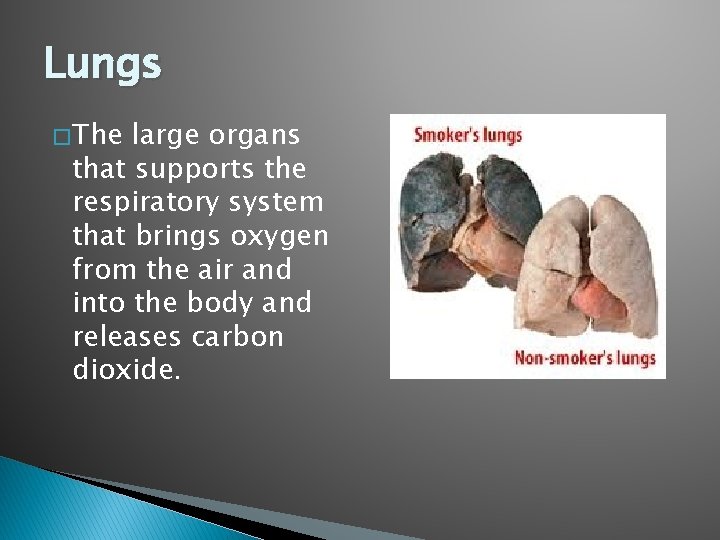 Lungs � The large organs that supports the respiratory system that brings oxygen from