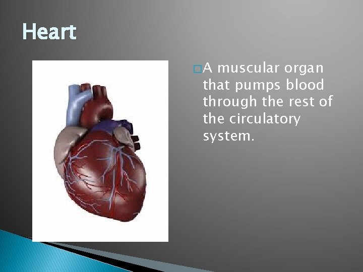 Heart �A muscular organ that pumps blood through the rest of the circulatory system.