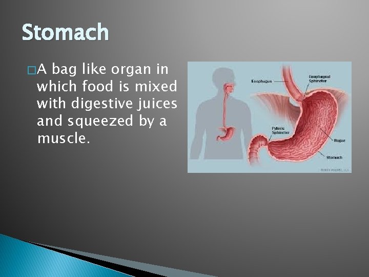 Stomach �A bag like organ in which food is mixed with digestive juices and