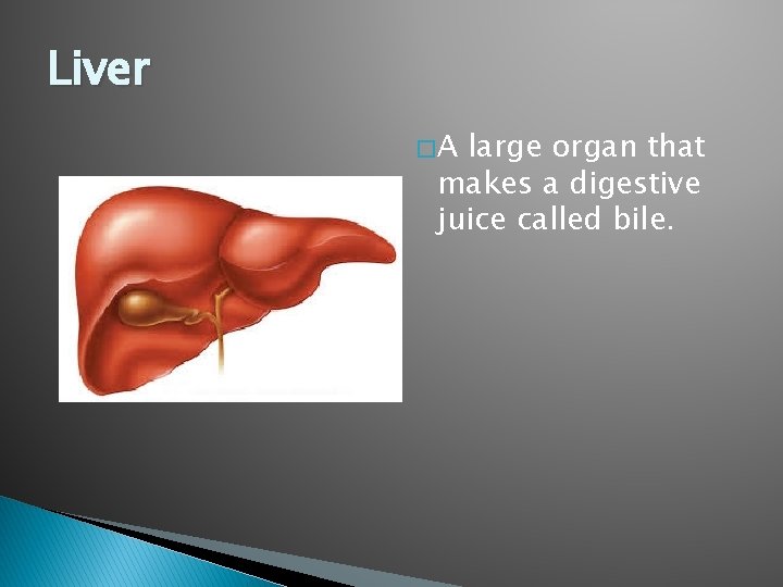 Liver �A large organ that makes a digestive juice called bile. 