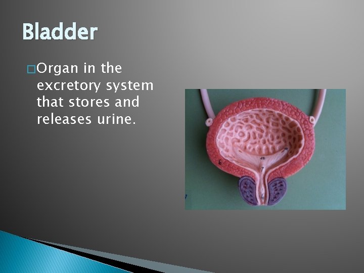 Bladder � Organ in the excretory system that stores and releases urine. 