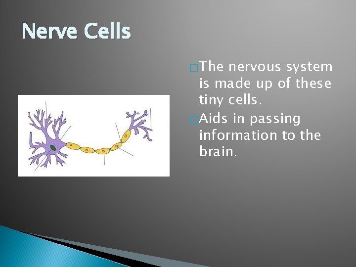 Nerve Cells � The nervous system is made up of these tiny cells. �