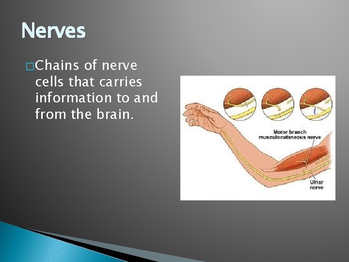 Nerves � Chains of nerve cells that carries information to and from the brain.