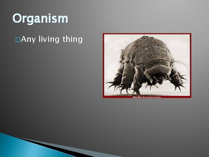 Organism � Any living thing 