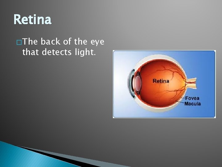 Retina � The back of the eye that detects light. 