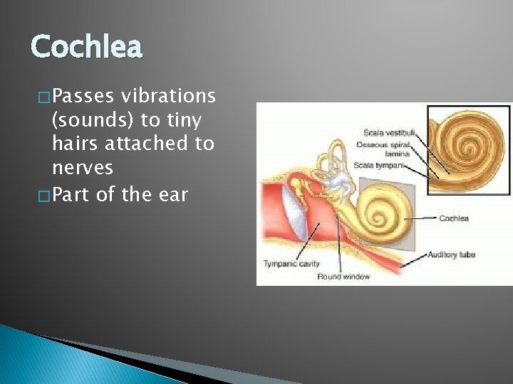 Cochlea � Passes vibrations (sounds) to tiny hairs attached to nerves � Part of