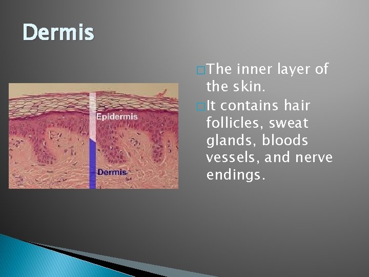 Dermis � The inner layer of the skin. � It contains hair follicles, sweat
