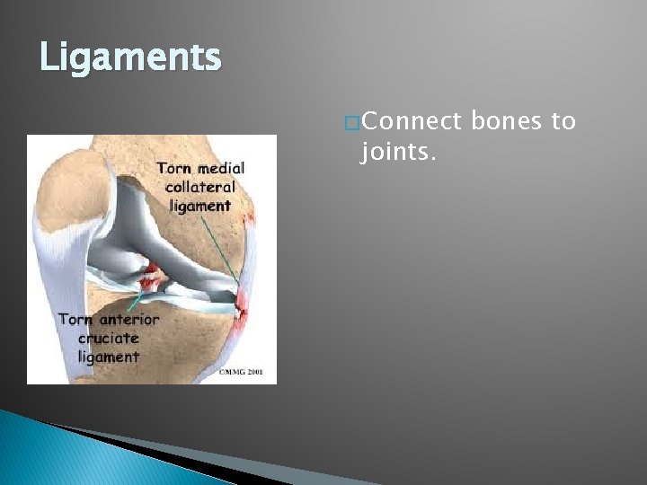 Ligaments � Connect joints. bones to 