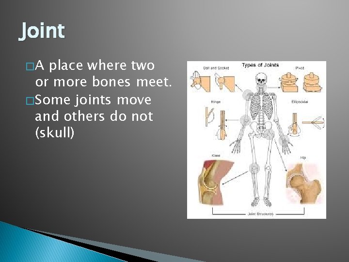 Joint �A place where two or more bones meet. � Some joints move and