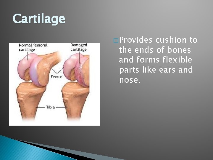 Cartilage � Provides cushion to the ends of bones and forms flexible parts like