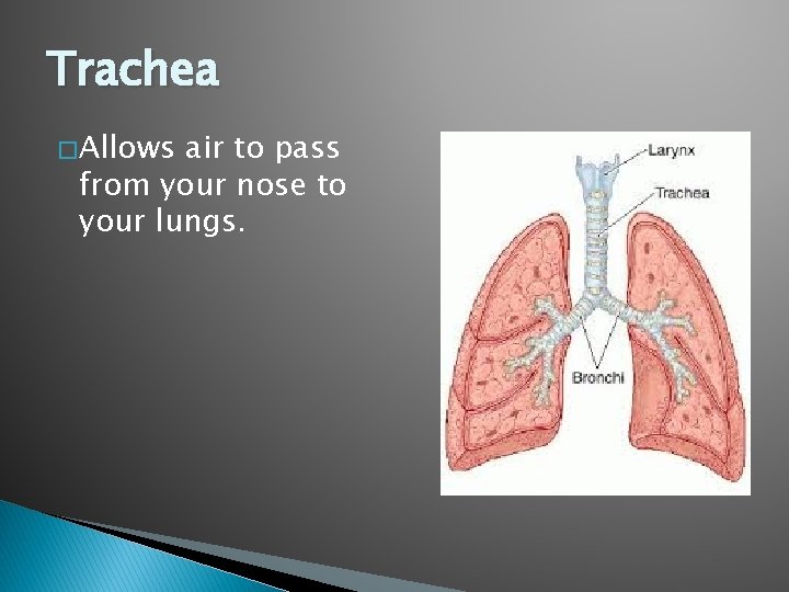 Trachea � Allows air to pass from your nose to your lungs. 