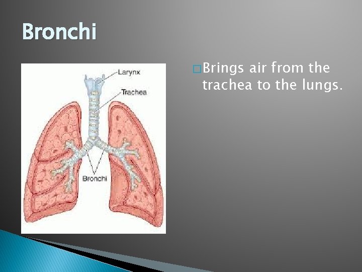 Bronchi � Brings air from the trachea to the lungs. 