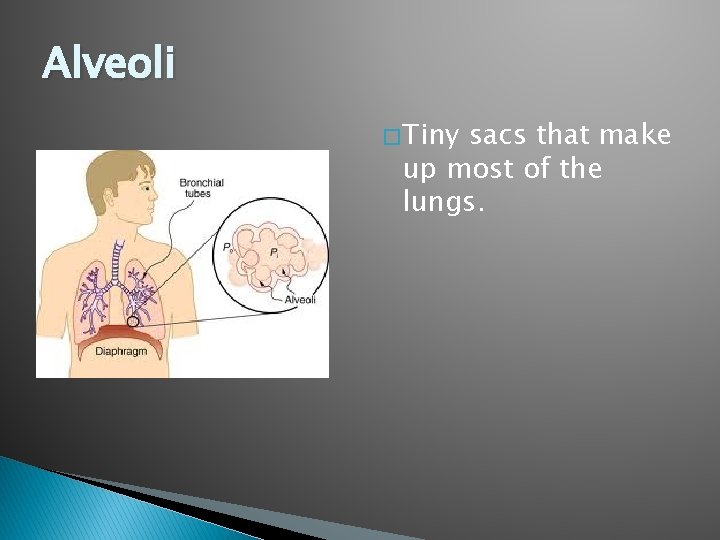 Alveoli � Tiny sacs that make up most of the lungs. 