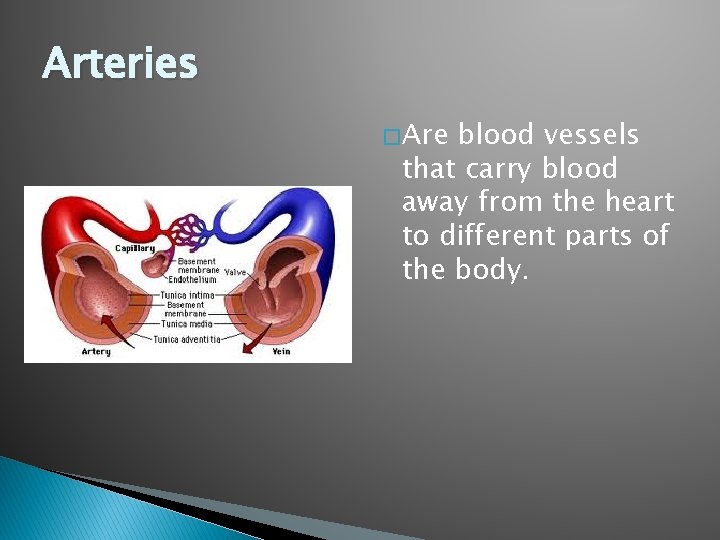 Arteries � Are blood vessels that carry blood away from the heart to different