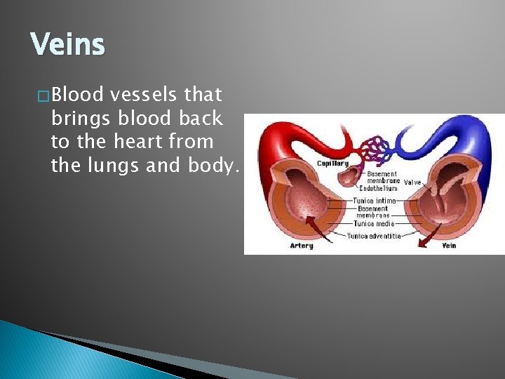 Veins � Blood vessels that brings blood back to the heart from the lungs