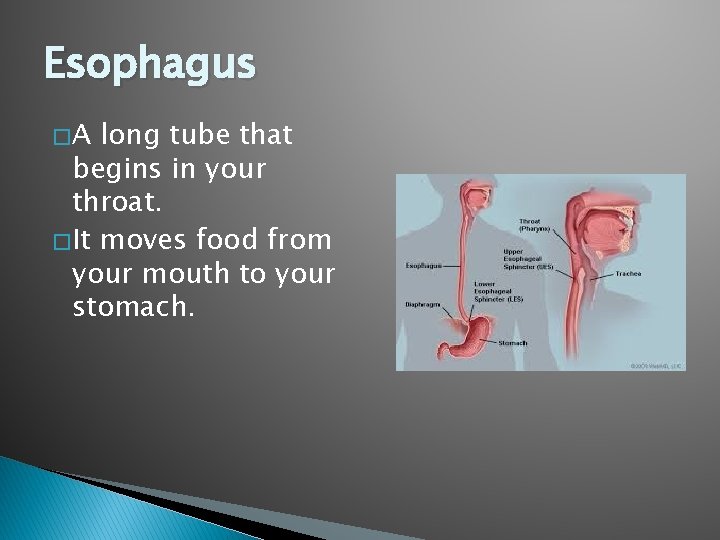 Esophagus �A long tube that begins in your throat. � It moves food from