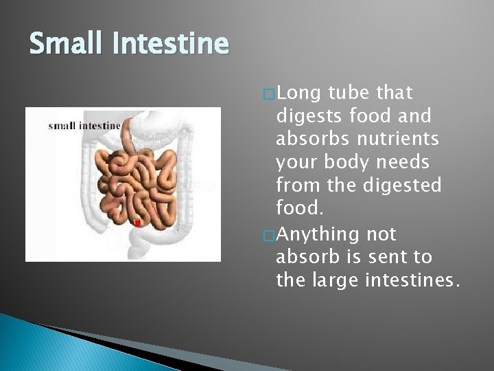 Small Intestine � Long tube that digests food and absorbs nutrients your body needs