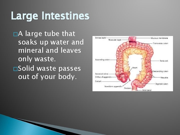 Large Intestines �A large tube that soaks up water and mineral and leaves only