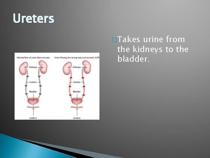 Ureters � Takes urine from the kidneys to the bladder. 