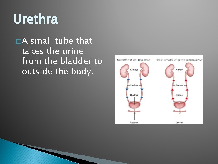 Urethra �A small tube that takes the urine from the bladder to outside the