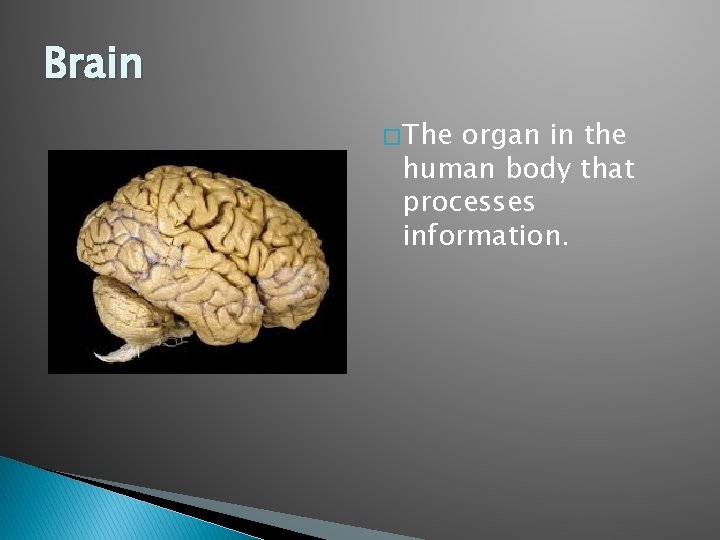 Brain � The organ in the human body that processes information. 