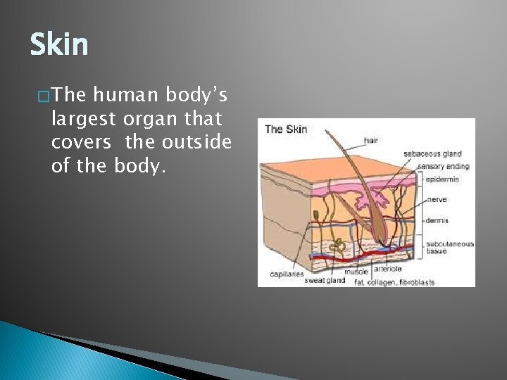 Skin � The human body’s largest organ that covers the outside of the body.