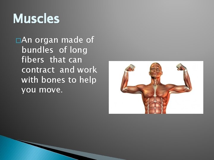 Muscles � An organ made of bundles of long fibers that can contract and