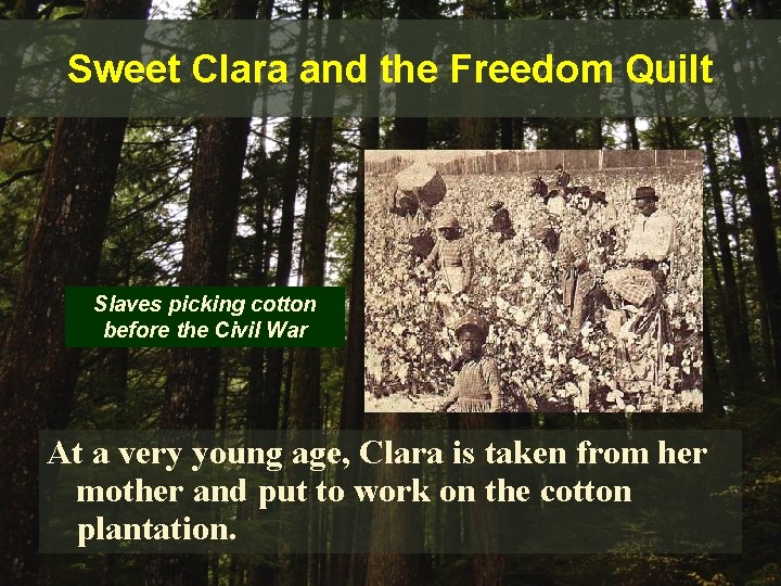 Sweet Clara and the Freedom Quilt Slaves picking cotton before the Civil War At