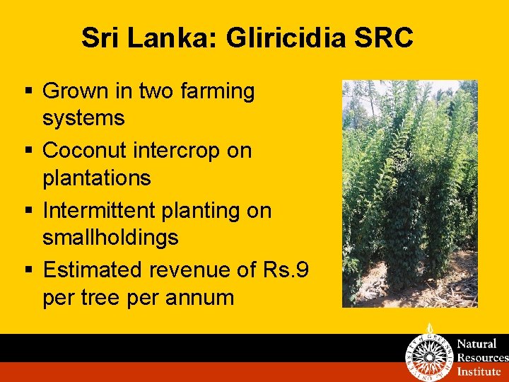 Sri Lanka: Gliricidia SRC § Grown in two farming systems § Coconut intercrop on