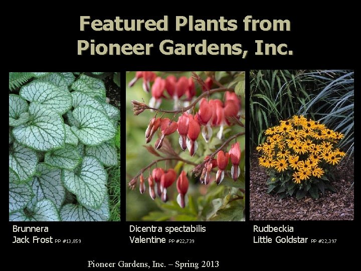 Featured Plants from Pioneer Gardens, Inc. Brunnera Jack Frost PP #13, 859 Dicentra spectabilis