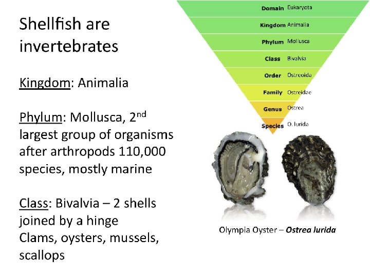 Classification Classification