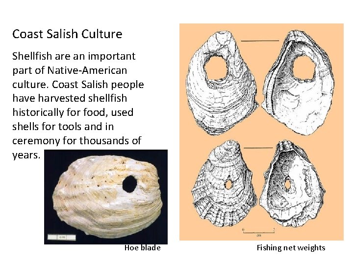 Coast Salish Culture Shellfish are an important part of Native-American culture. Coast Salish people