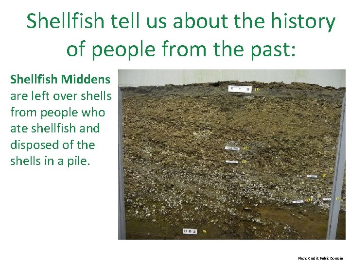 Shellfish tell us about the history of people from the past: Shellfish Middens are