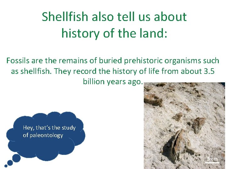 Shellfish also tell us about history of the land: Fossils are the remains of Shellfish also tell us about history of the land: Fossils are the remains of