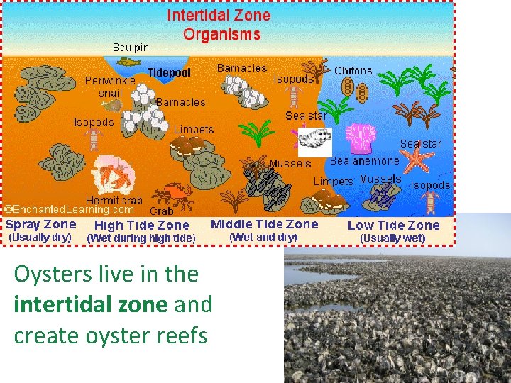  Oysters are reef builders Oysters live in the where communities of other intertidal